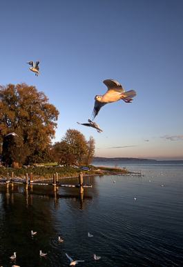M&ouml;wen am Nussdorfer Seeufer. Bild &copy; IBT GmbH