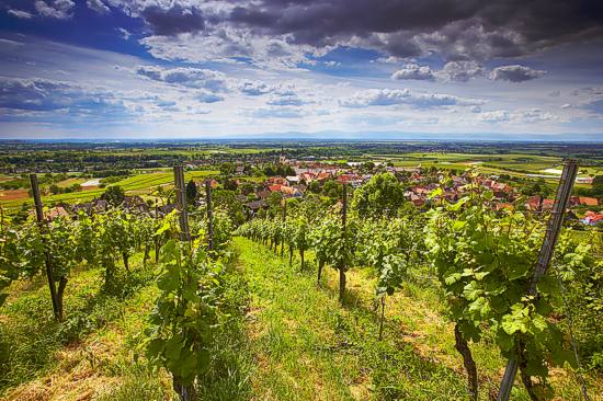 Landschaft im Marfkgräflerland mit Weinbergen und dem Kamm der Vogesen im Hintergrund