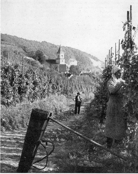 Traubenlese bei Istein