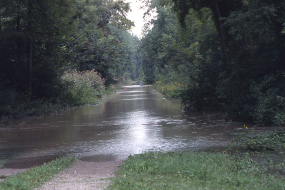 Waldweg im gefluteten Polder Altenheim. Bild: Regierungspr&auml;sidium Freiburg, Referat 53.3, H.-M. Staeber. Nutzung des Bilds nur mit schriftlicher Genehmigung des Regierungspr&auml;sidiums Freiburg