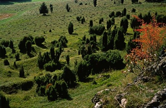 Naturschutzgebiet Dellenhäule, Ostalbkreis