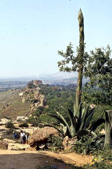 Aus dem Archiv von Landeskunde online: Agave mit Blütenstand bei Agrigent, Sizilien