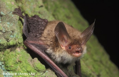 Bechsteinfledermaus