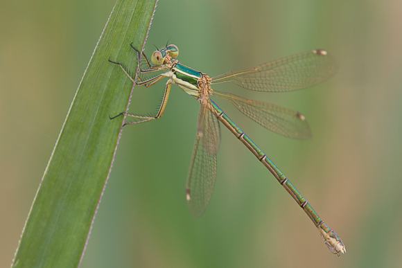 Weibchen der S&uuml;dlichen Binsenjungfer (Lestes barbarus). 
