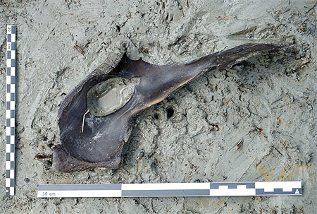 Beckenschaufel eines Rentiers auf ehemaligen Seesedimenten