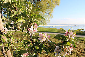 Apfelblüte in Altnau am See