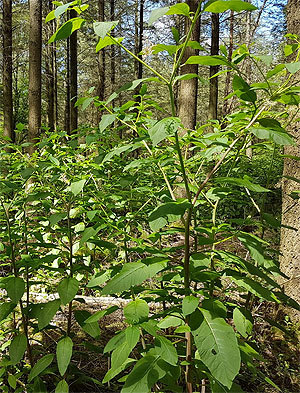 Die Kermesbeere breitet sich vor allem in lichten Wäldern auf der Hardt aus. (Foto: LRA) 