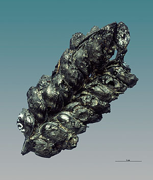 Verkohlte Getreideähre aus der Fundstelle 