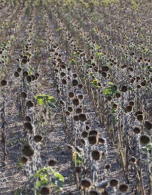 Vertrocknetes Sonnenblumenfeld. Foto: André Künzelmann, UFZ