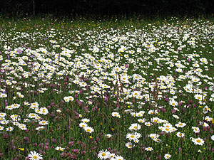 Margaritenwiese. Die „Blühenden Naturparke“ sind gut für Insekten und fürs Auge! (© VDN/ Achim Hoffmann)