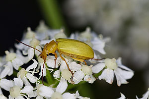 Der Schwefelkäfer (Cteniopus sulphureus) ernährt sich von Pollen verschiedener Pflanzen. Foto: Felix Neff, Eidg. Forschungsanstalt WSL