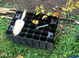 Die Stars des Tages: Buchensetzlinge aus Katalonien