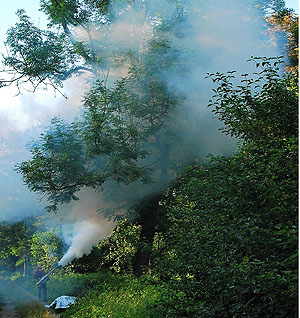 Mit der Fogging-Methode lassen sich Insekten und Spinnentiere aus Baumkronen annähernd vollständig sammeln. Die Tiere werden auf Planen aufgefangen, eingesammelt und bestimmt. Fotos: Andreas Floren, Universität Würzburg