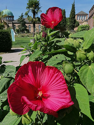 Sumpfeibisch im Botanischen Garten Karlsruhe. Foto: Thomas Huber, vub_bw/SSG