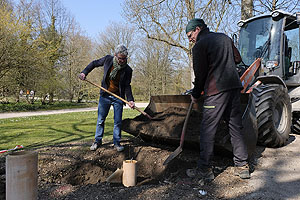 Prof. Hartmut Troll, Chef-Gartenkonservator der SSG, bei der Pfalzunf eines Setzlings. Foto: Hanna Nimmenich, SSG.
