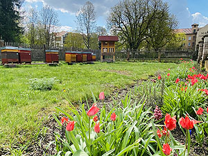 Schlossgarten Bruchsal, Bienenstöcke. Foto: Christina Ebel/ssg