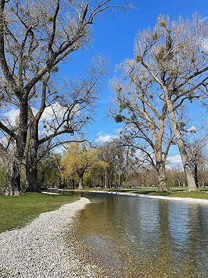 Vermehrter Mistelbefall im Englischen Garten, München. © Bayerische Schlösserverwaltung, Foto: Sven-Patric Klameth