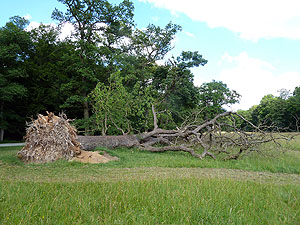 Vom Sturm Niklas 2015 umgeworfene 254jährige Eiche im Schlosspark Nymphenburg, München. © Bayerische Schlösserverwaltung, Foto: Michael Degle
