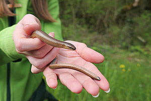 Viel Leben im Klassenzimmer Wutach. Nicht nur Pflanzen und Wasserlebewesen wurden erkundet, auch der Fund einer Blindschleiche begeisterte die Kinder. Foto: Martin Schwenninger.