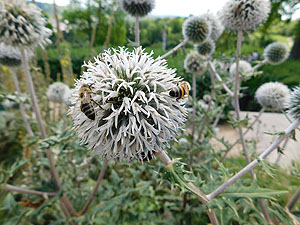 Bienen bei der Arbeit im Priestergarten bei der Grabkapelle auf dem Rotenberg. Foto: Doris Grau/ssg