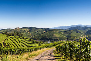 Die Weinberge in Durbach mit Blick auf Schloss Staufenberg. Foto: Tourist-Info Durbach