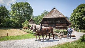 Das Handwerk in den dunklen Wäldern: Neben der freien Sonderführung um 11 Uhr erwartet die Museumsbesucher am 18. Juni traditionelles Handwerk, wie das Holzrücken mit Schwarzwälder Füchsen. Foto: Schwarzwälder Freilichtmuseum Vogtsbauernhof, Hans-Jörg Haas