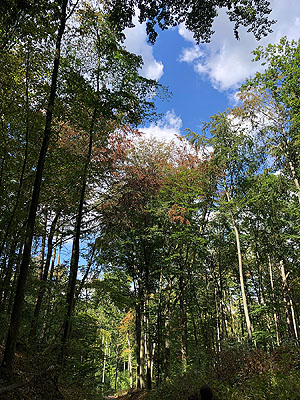 Blick in die Kronen von Buchen mit Verlichtungen und Trockenheitsschäden. Foto: Petra Dühnelt, Thünen-Institut