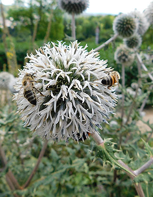 Bienen am Priesterhaus bei der württembergischen Grabkapelle Stuttgart-.Rotenberg. Foto: Doris Grau, ssg