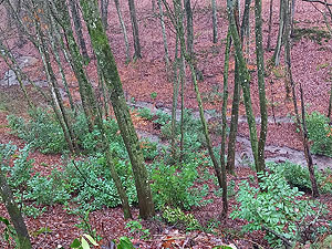 Prunus laurocerasus verbreitet sich in mitteleuropäischen Wäldern, hier in einem Wald in Baden-Württemberg. Foto: Stefan Abrahamczyk