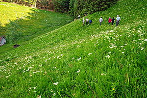 Die Jury bei der Arbeit, hier auf der Fläche von Georg Reichenbach in St. Peter. Bild: Friederike Tröndle/Naturpark Südschwarzwald