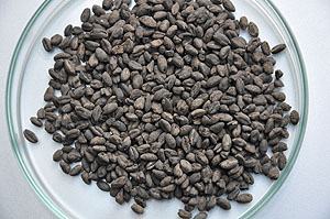 Verkohlte Emmerkörner aus einem Vorratsfund einer linearbandkeramischen Siedlung bei Werl, Nordrhein-Westfalen