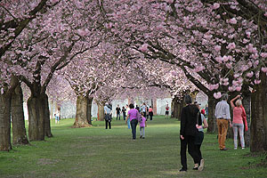 Schlossgarten Schwetzingen, Kirschgarten mit blühenden Bäumen. Im Hintergrund Kuppen und Minarette der Moschee. Fotos: kulturer.be