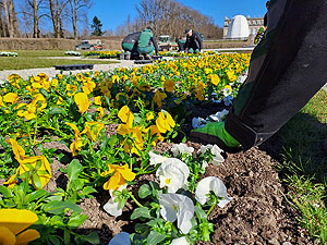 Frühlingsbepflanzung im Schlosspark Herrenchiemsee