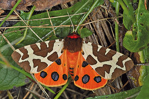 Der Braune Bär (Arctia caja), einst ein häufiger Schmetterling auf feuchten Wiesen.