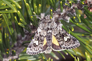 Moor-Bunteule (Coranarta cordigera)