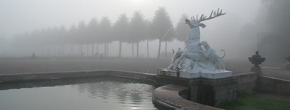 Hirschgruppe im Nebel. Foto: ssg/Wetzel