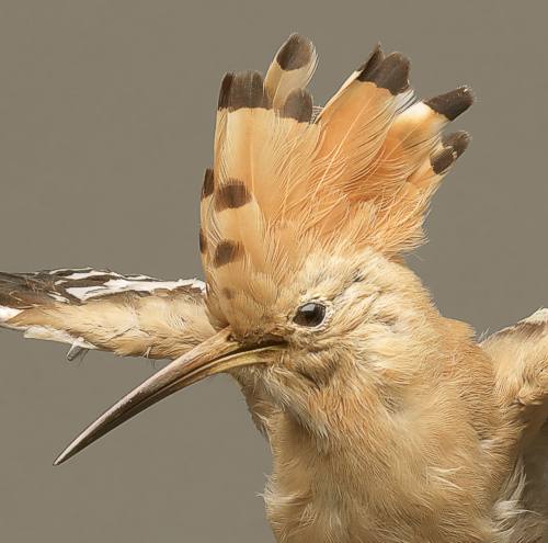 Präparat eines Wiedehopfs von Carl Stemmler-Vetter