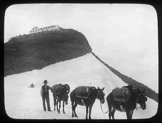 Gebrüder Wehrli: Saumpferde am Faulhorn