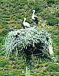 Storchennest, westliche T&uuml;rkei
